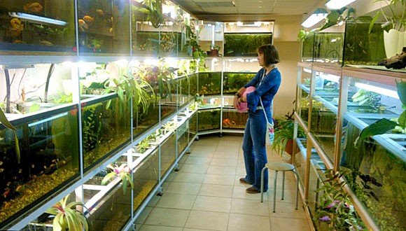 Где купить аквариумных рыбок