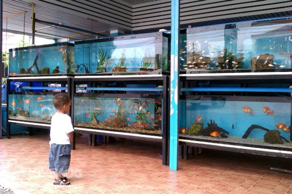 Продам аквариумных рыбок