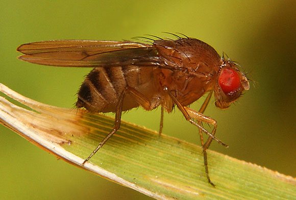 Плодовая муха 