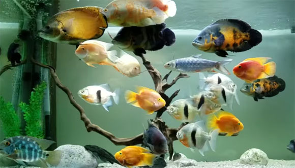 Как выбрать аквариумных рыбок