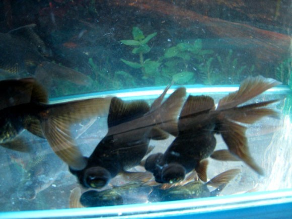 Карантин для аквариумных рыб