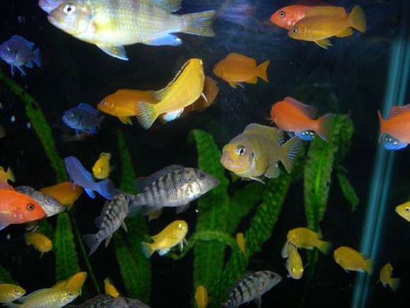 Количество рыб в аквариуме