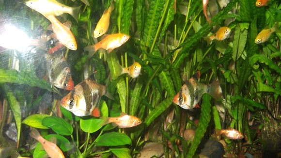 почему плохо растут рыбки в аквариуме