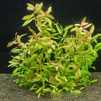 Почему не растут аквариумные растения