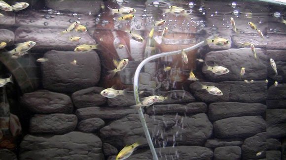 Разведение аквариумных рыбок