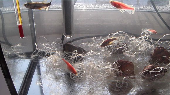Разведение аквариумных рыбок