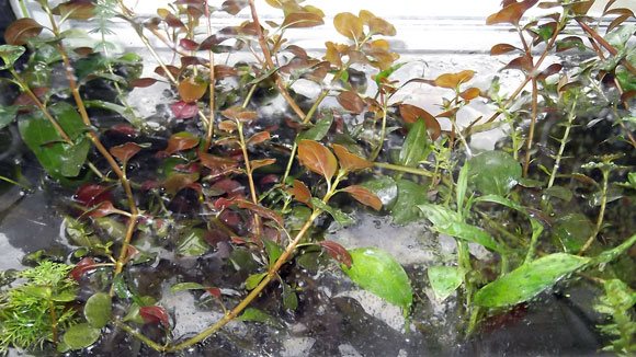 Влажная оранжерея для аквариумных растений