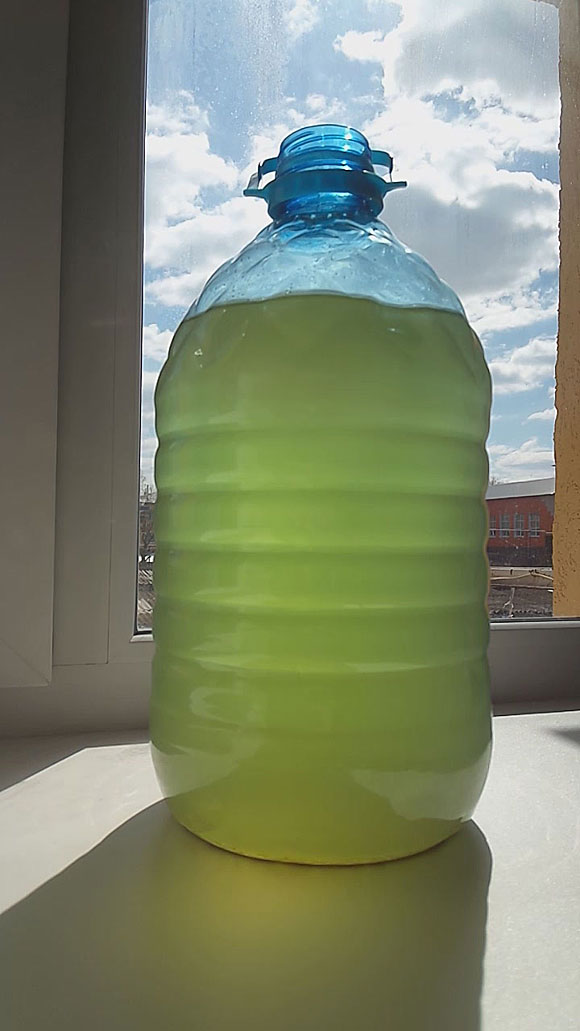 Как вырастить зеленую водоросль хлореллу в домашних условиях