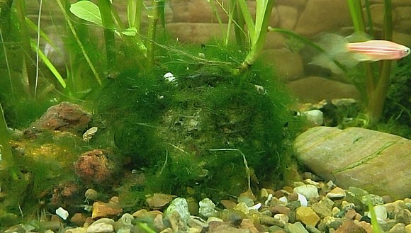 Нитчатые водоросли в аквариуме