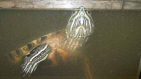 Красноухая черепаха кормилица рыбок