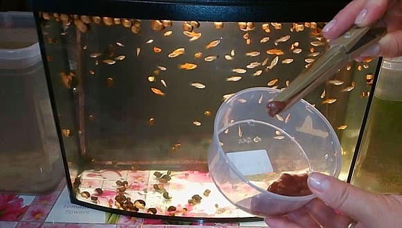 Аулофорус: как правильно кормить малька и взрослых рыб