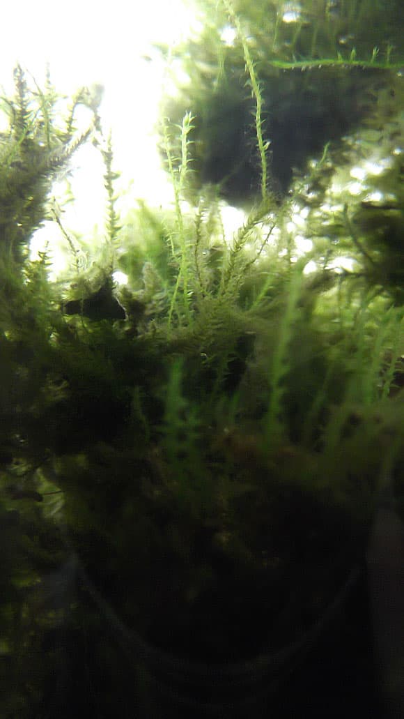 Лесной мох в аквариуме