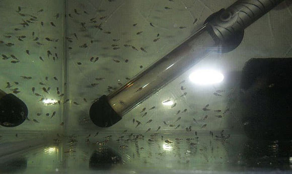 Малек барбуса суматранского